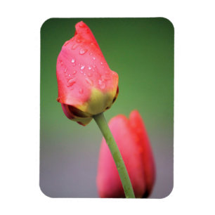 Imán Dos tulipanes rosados