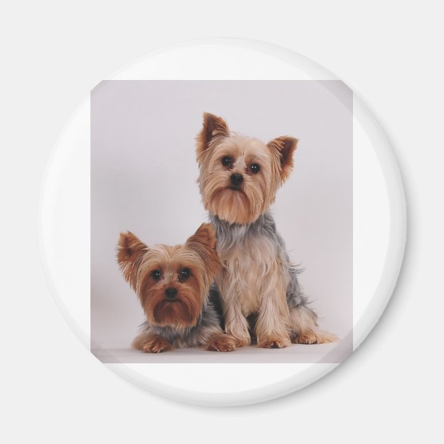 Imán Dos yorkies (Frente)