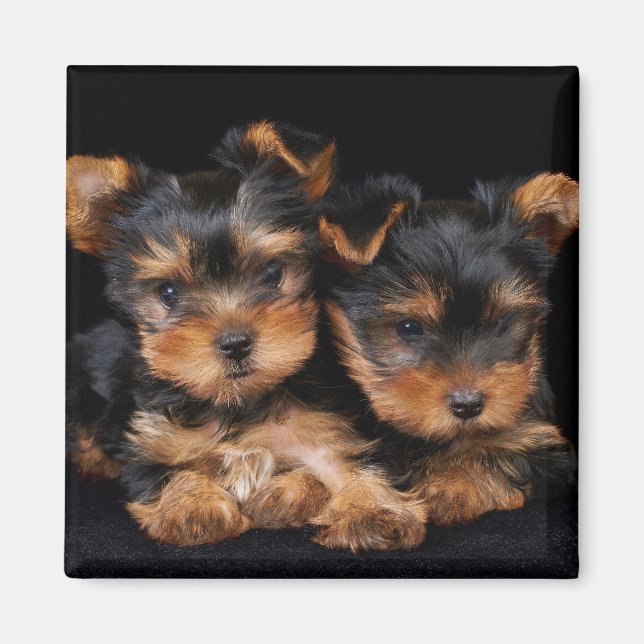 Imán Dos yorkies en negro (Frente)