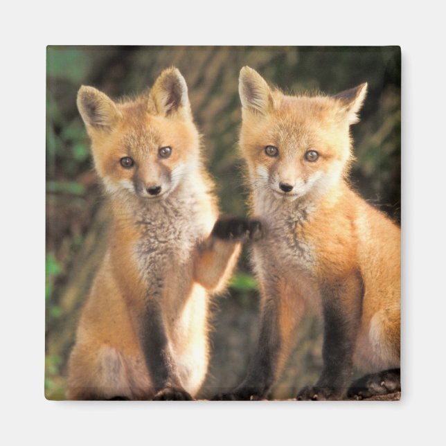 Imán Dos zorros rojos frente a su padre (Frente)