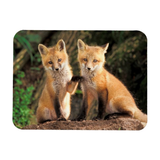 Imán Dos zorros rojos frente a su padre (Horizontal)