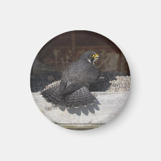 Imán Dot.ca Magnet