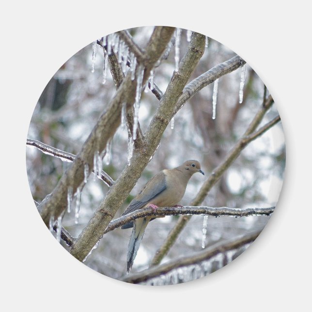 Imán Dove de duelo (Frente)