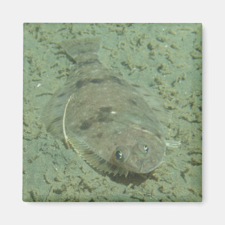 Imán Dover Sole Fish