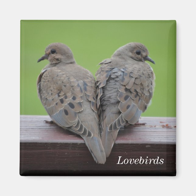 Imán Doves de luto (Frente)