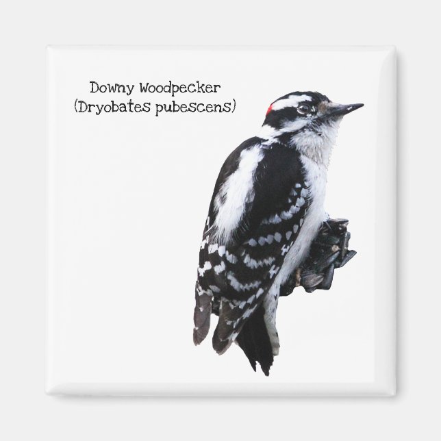 Imán Downy Woodpecker (Frente)