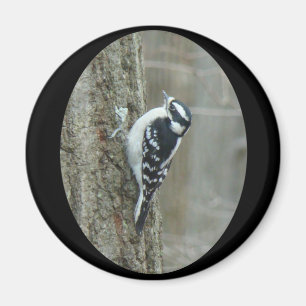Imán Downy Woodpecker Items