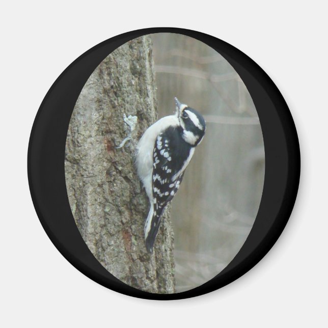 Imán Downy Woodpecker Items (Frente)