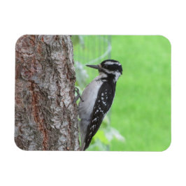 Imán Downy Woodpecker Profile Magnet