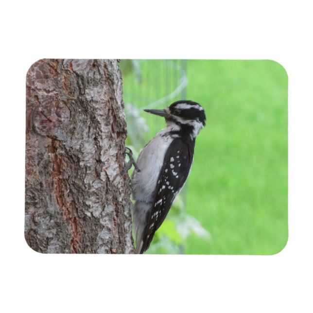 Imán Downy Woodpecker Profile Magnet (Horizontal)