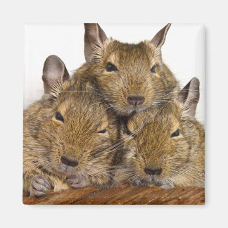 Imán Dozing Degu Trio Animal