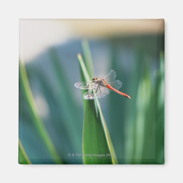 Imán Dragón (Frente)