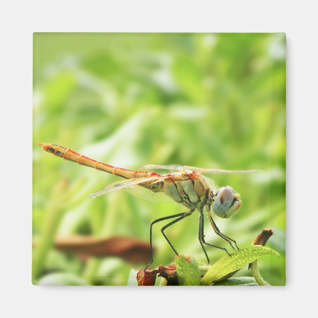 Imán Dragón (Frente)