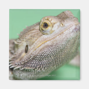 Imán Dragón barbudo 2