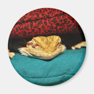 Imán Dragón barbudo acogedor