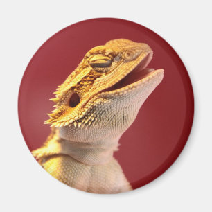 Imán Dragón barbudo de risa