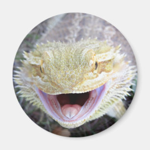 Imán Dragón barbudo feliz estupendo