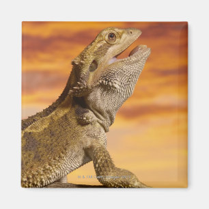 Imán Dragón barbudo (Pogona Vitticeps) en roca,