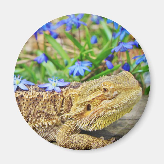 Imán Dragón con barba relajante (Frente)