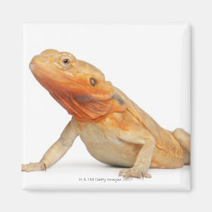Imán Dragón con barba sin escalas SilkBacks - Pogona