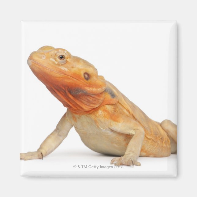 Imán Dragón con barba sin escalas SilkBacks - Pogona (Frente)
