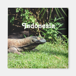 Imán Dragón de Indonesia Komodo