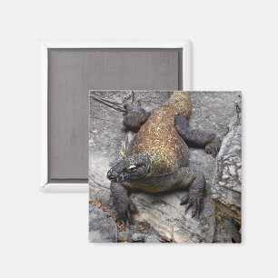 Imán Dragón de Komodo en Piedra Caliente