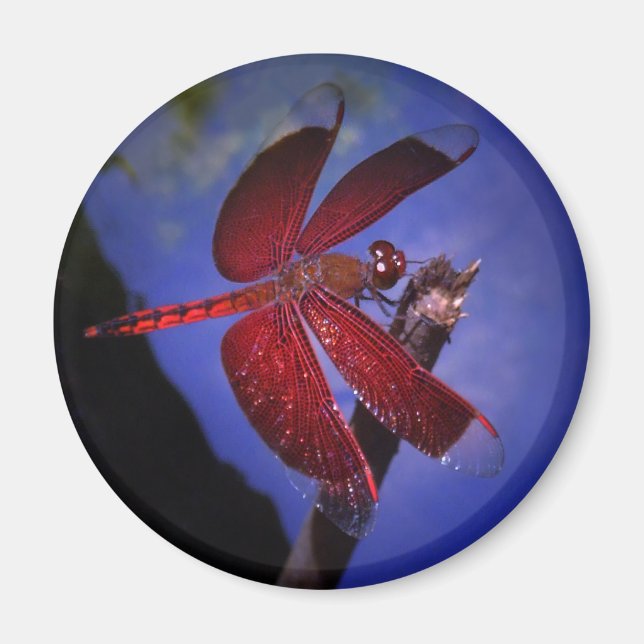 Imán Dragón rojo (Frente)