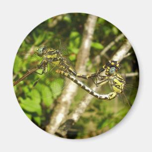 Imán Dragonflies Mating Magnet