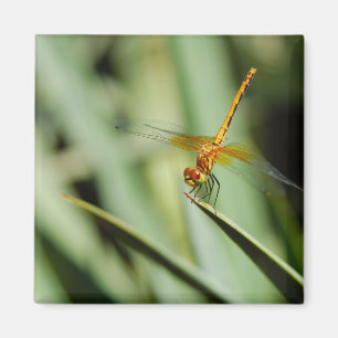 Imán DragonFly