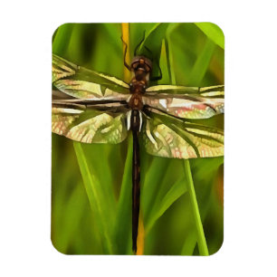 Imán Dragonfly Artificial En Marrón Y Amarillo En Verde