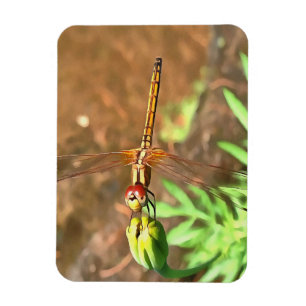 Imán Dragonfly artístico descansando sobre la cabeza de