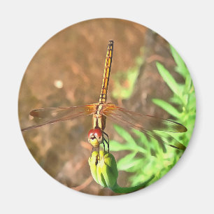 Imán Dragonfly artístico descansando sobre la cabeza de