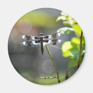 Imán Dragonfly blanco y negro