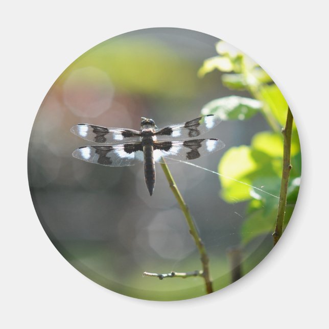 Imán Dragonfly blanco y negro (Frente)