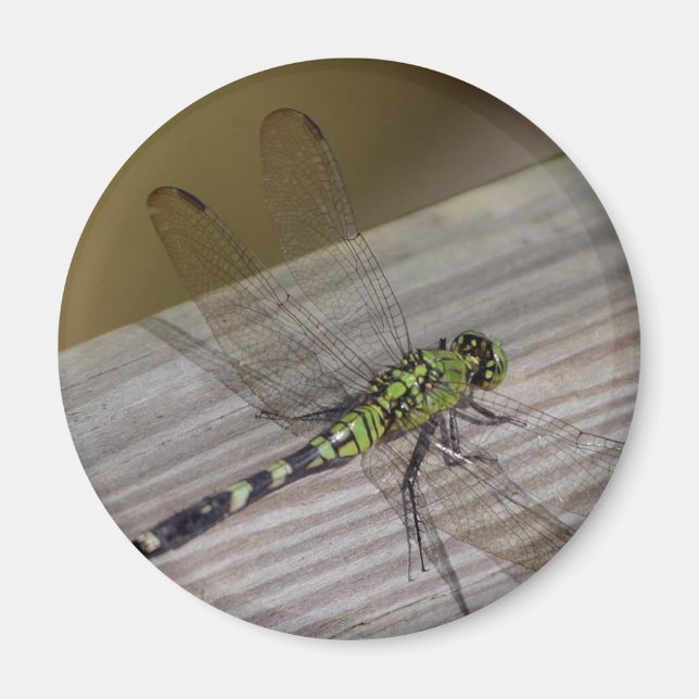 Imán Dragonfly de insectos (Frente)