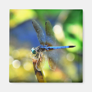 Imán Dragonfly Magnet