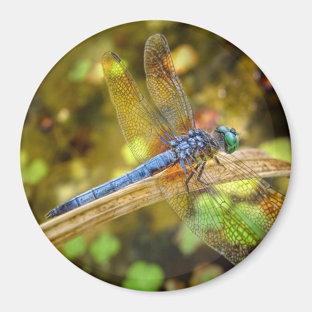 Imán Dragonfly Magnet (Frente)