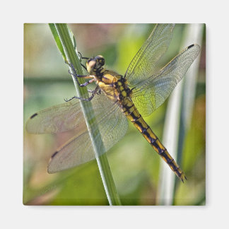 Imán Dragonfly Magnet