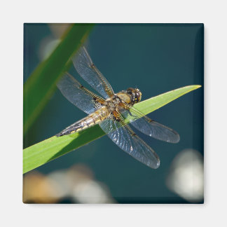 Imán Dragonfly Magnet