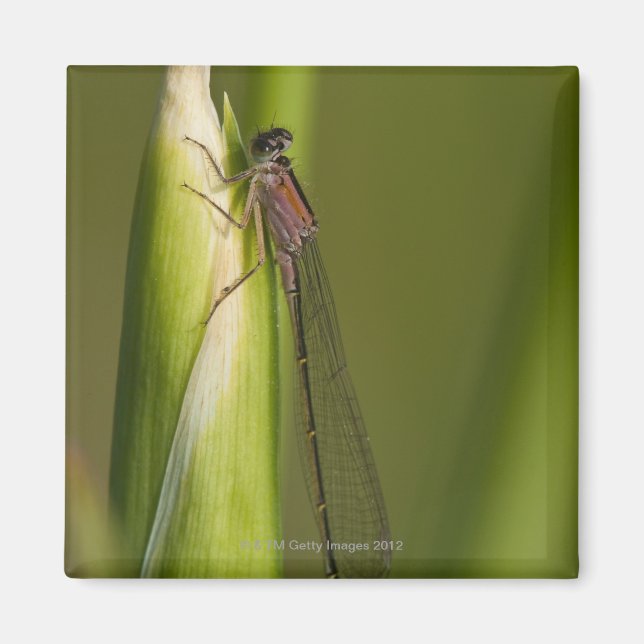 Imán Dragonfly on budds iris (Frente)