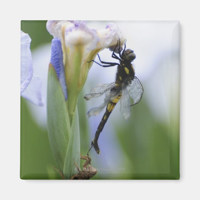 Imán Dragonfly on iris (Frente)