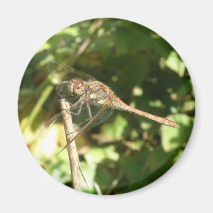 Imán Dragonfly on the Twig Magnet