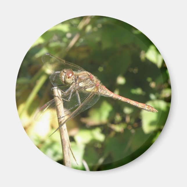 Imán Dragonfly on the Twig Magnet (Frente)