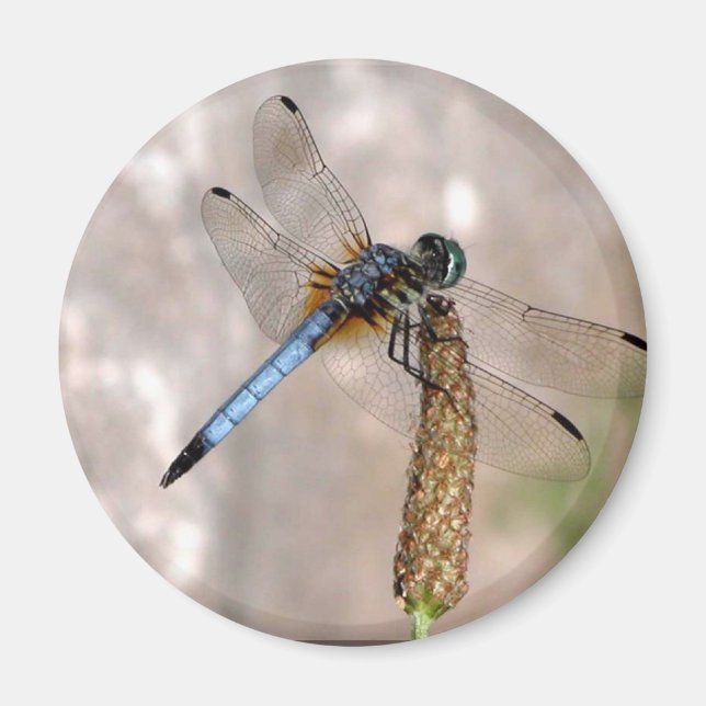Imán Dragonfly/Round Magnet (Frente)