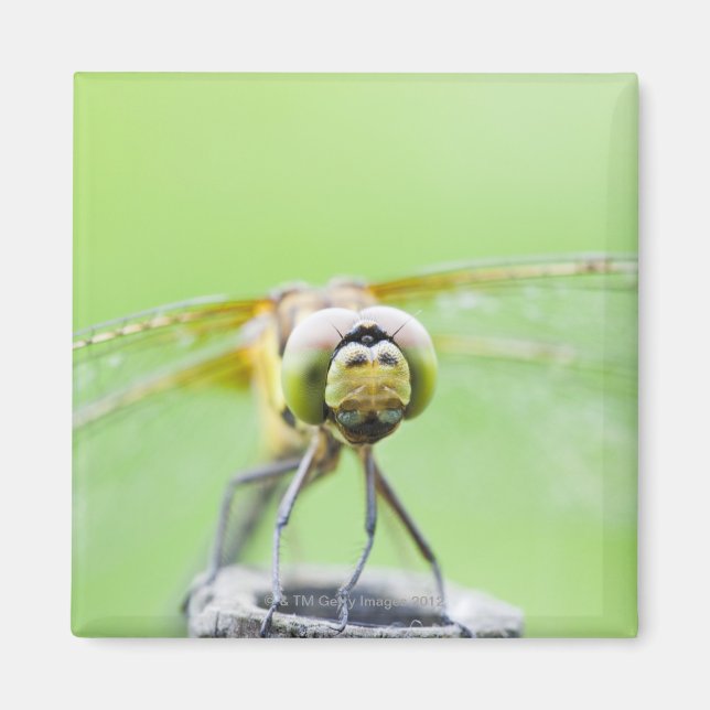 Imán Dragonfly (Sympetrum infuscatum) (Frente)