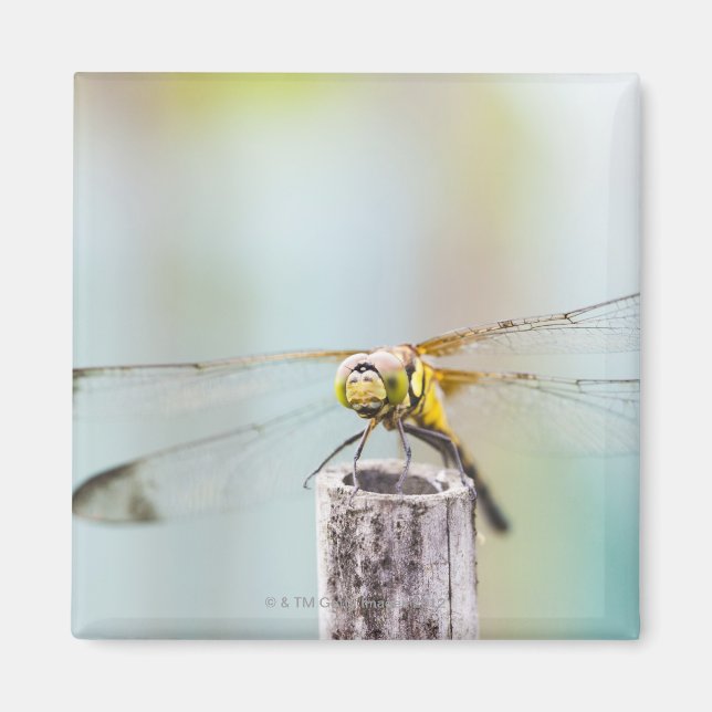 Imán Dragonfly (Sympetrum infuscatum) 2 (Frente)