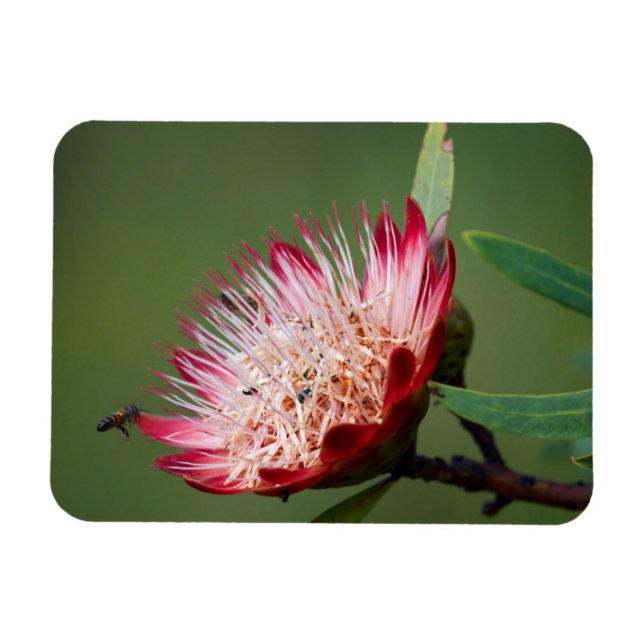 Imán Drakensberg Sugarbush (Protea Dracomontana) (Horizontal)