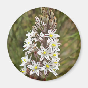 Imán Drimia Maritima O Island Onion Art