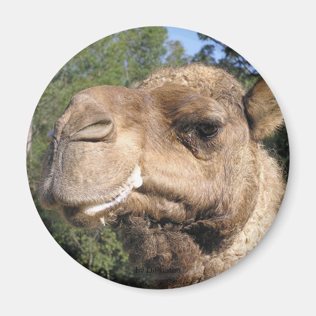 Imán Drooling Camel Magnet (Frente)